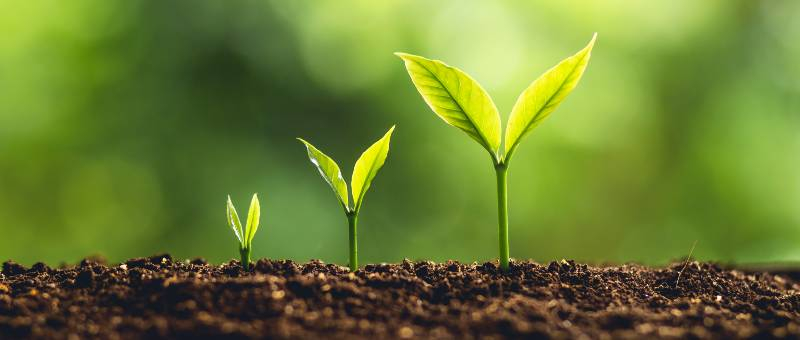 tillvaxt-och-inovation-vaxter-som-vaxer