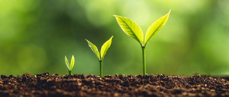 tillvaxt-och-inovation-vaxter-som-vaxer